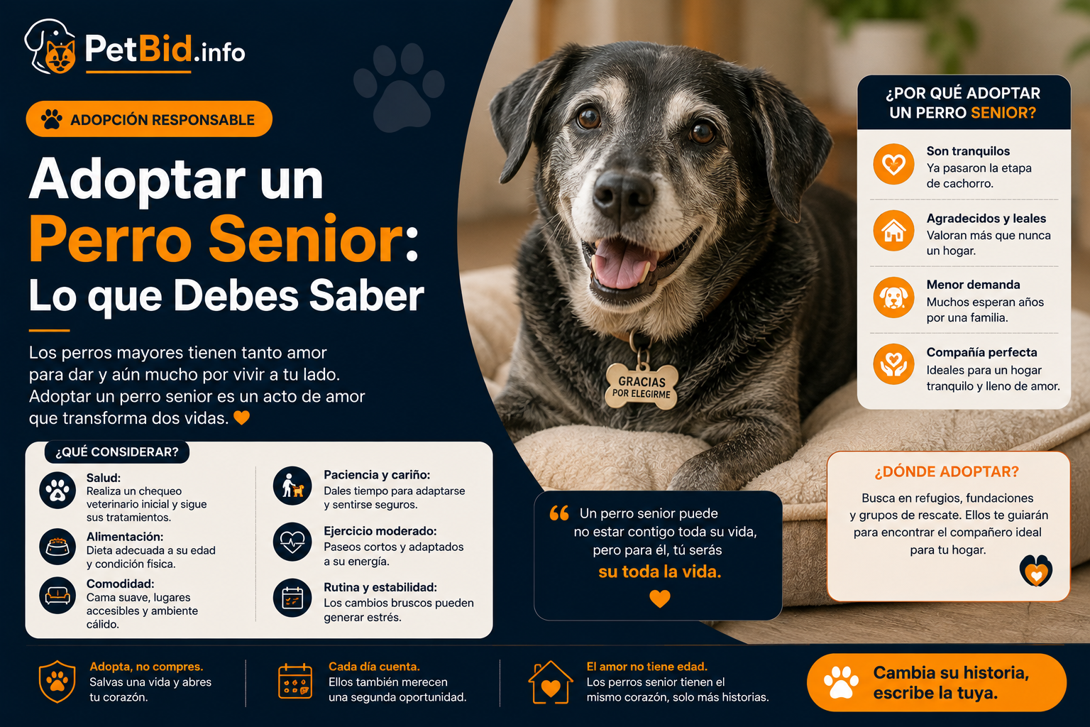 Infografía sobre adoptar un perro senior: retrato de un perro mayor, con las ventajas de la adopción y los cuidados que necesita