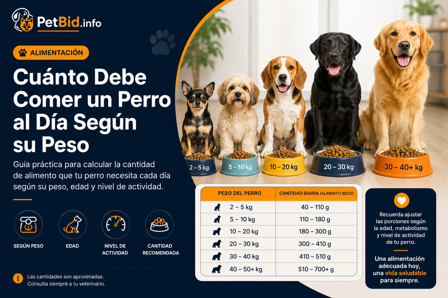 Infografía de raciones diarias para perros: varios perros de distintos tamaños junto a un comedero, con la tabla según el peso