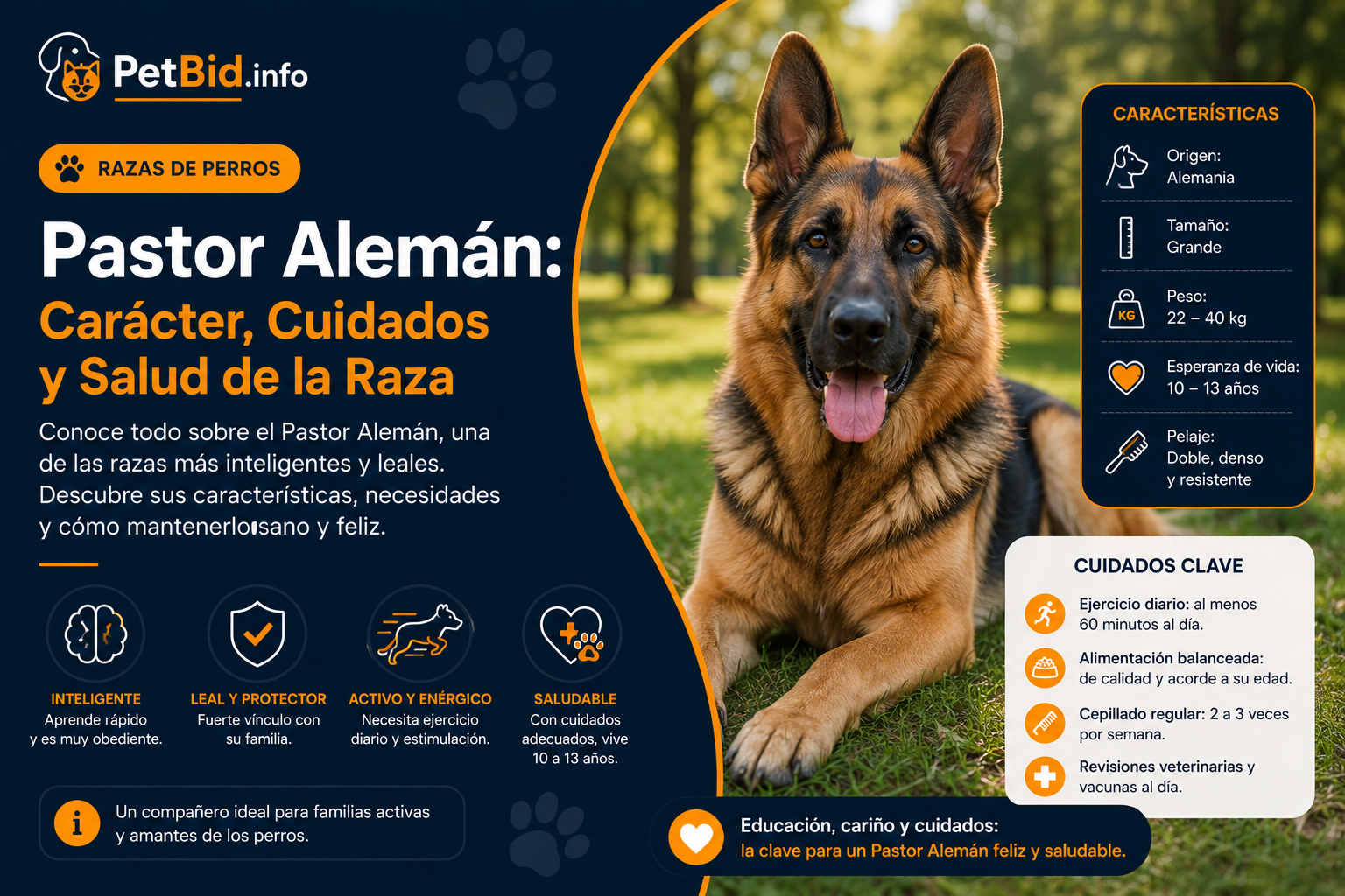 Infografía de la raza pastor alemán: ejemplar adulto de capa negra y fuego, con carácter, cuidados y salud
