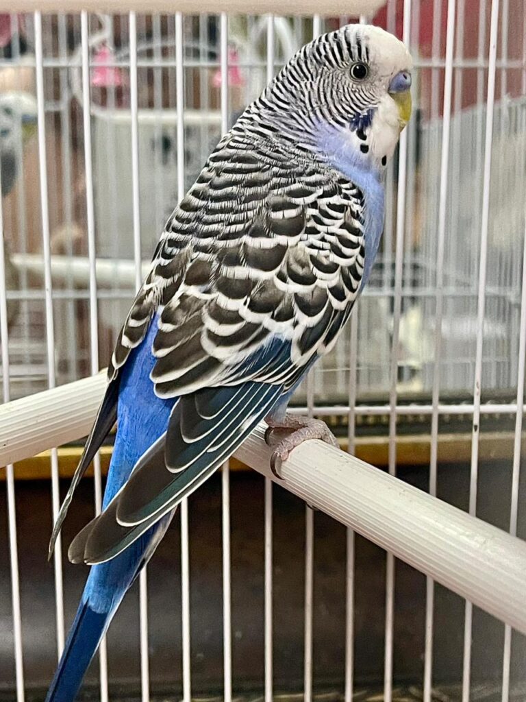 Pita, periquito australiano azul con el barrado negro característico de la especie