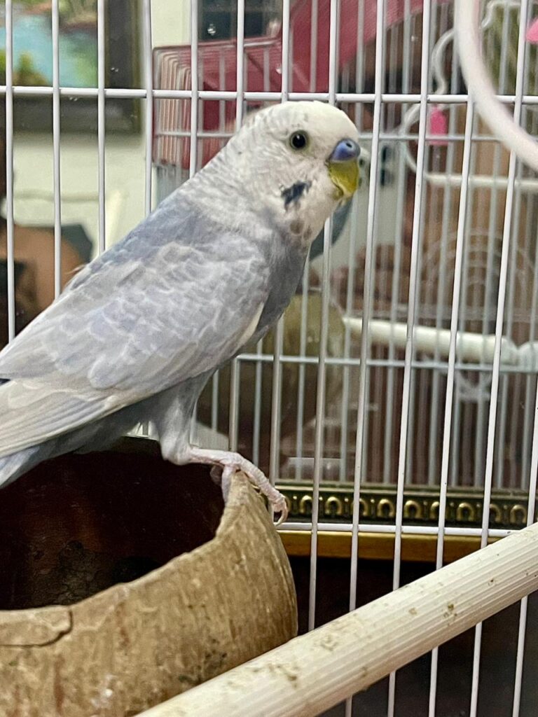 Pito, periquito australiano de plumaje gris claro y blanco, posado en su jaula