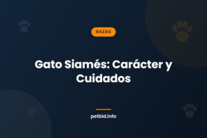 Raza gato siamés