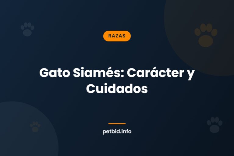 Raza gato siamés
